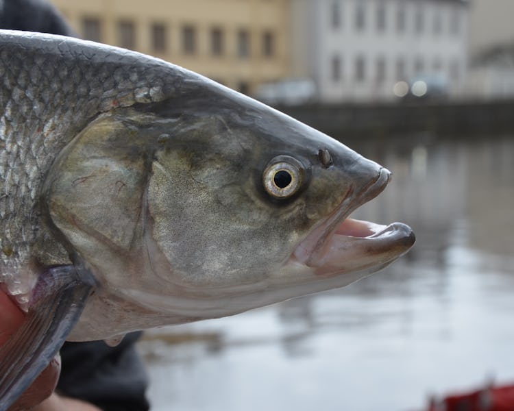 En närbild av en nyfångad fisk som hålls upp med en suddig bakgrund av vatten och byggnader.