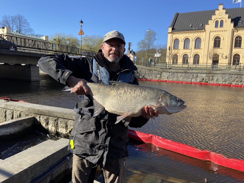 Johan Persson håller en stor asp vid en flod med en bro i bakgrunden.