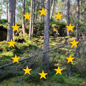 Skog med flera gula stjärnor i bilden.