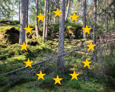 Skog med flera gula stjärnor i bilden.