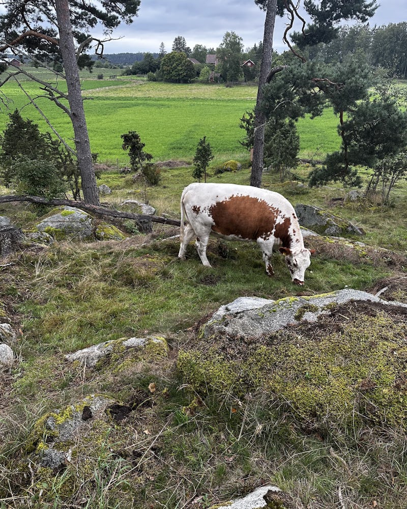 En ko som betar i en stenig hage med träd och ett gräsbevuxet fält i bakgrunden.