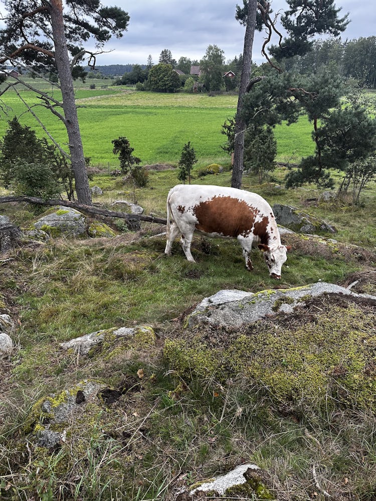 En ko som betar i en stenig hage med träd och ett gräsbevuxet fält i bakgrunden.