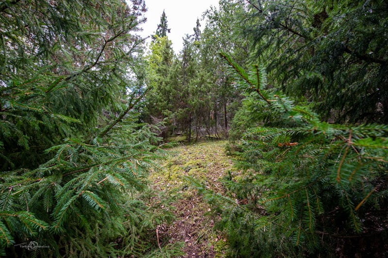 Tät vintergrön skog med mossklädd skogsbotten.