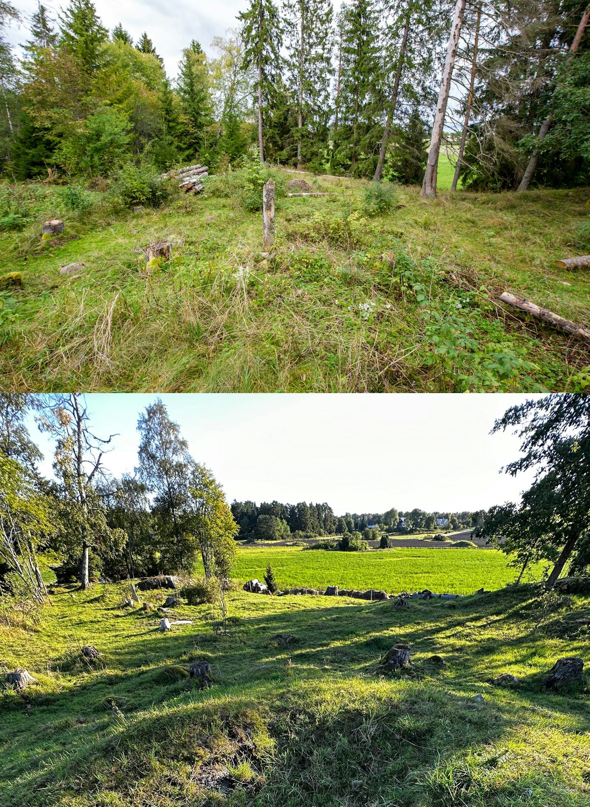 Topp: en skogsglänta med igenvuxet gräs och trädstubbar. botten: ett pastoralt landskap med fri sikt över ett grönt fält och spridda träd.