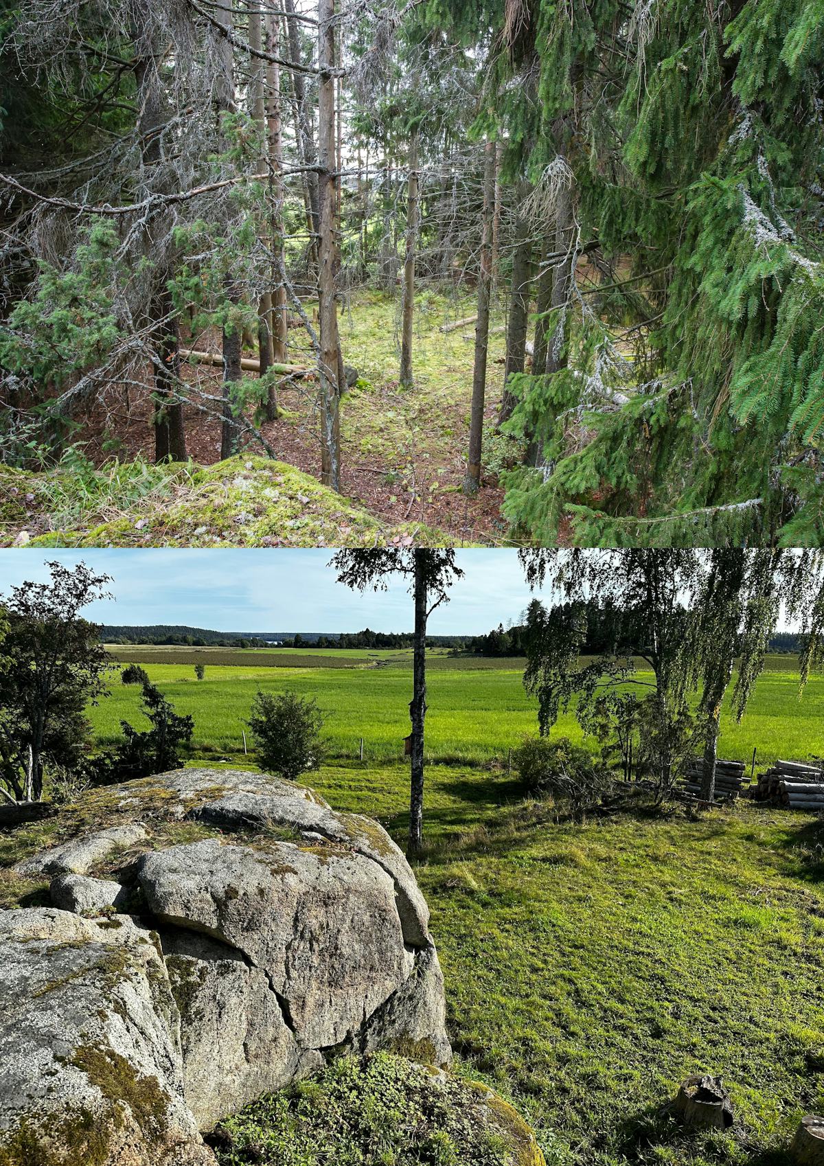 Ett collage av två utomhusscener: den översta bilden visar en tät vintergrön skogsstig och den nedersta bilden visar ett öppet gräslandskap med ett stenblock och träd i förgrunden.