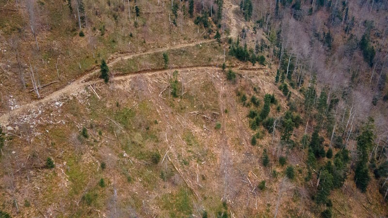 Flygfoto över ett avskogat område med spridda träd kvar och en synlig frigjord stig.
