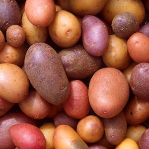 En mängd färgglada potatisar, inklusive röd, lila och gul, tätt packad och fyller ramen.