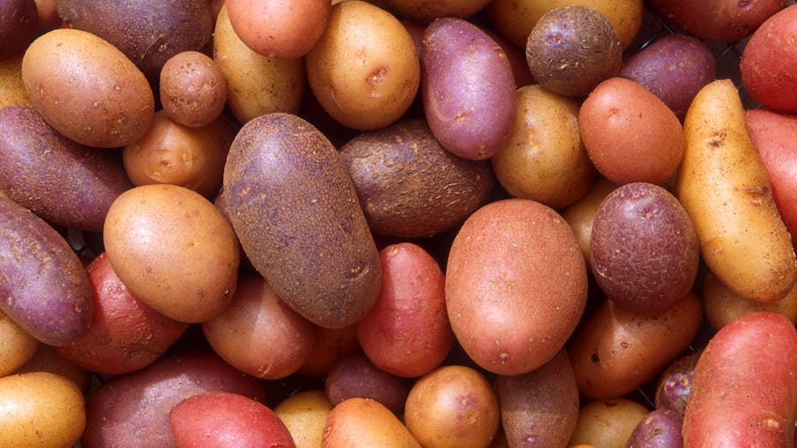 En mängd färgglada potatisar, inklusive röd, lila och gul, tätt packad och fyller ramen.