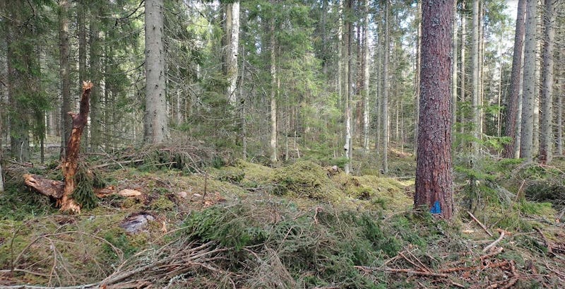 Tät skog med en blandning av barrträd och spridda brutna grenar på ett mossbeklätt golv.