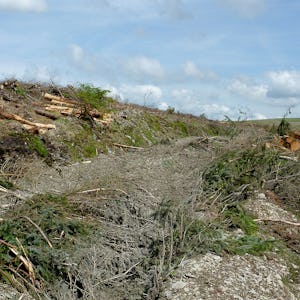 Skogsbilväg omgärdad av kalhyggen.