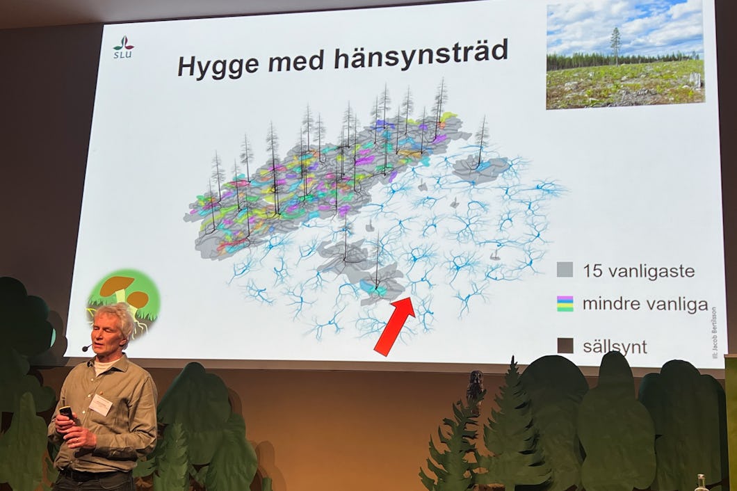 Svampexperten Anders Dahlberg berättar om hur olika skogsbruksmetoder påverkar svampar och mykorrhiza. Kalhyggesbruk är det som har klart störst negativ påverkan.