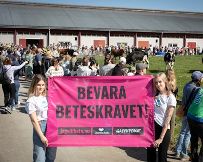 Representanter från Greenpeace och Djurens Rätt besöker ett stort kosläpp utanför Uppsala för att informera besökarna om att Kristdemokraterna, Lantbrukarnas riksorganisation (LRF) och Arla driver på för att avskaffa mjölkkornas lagstadgade rätt att komma ut och beta.