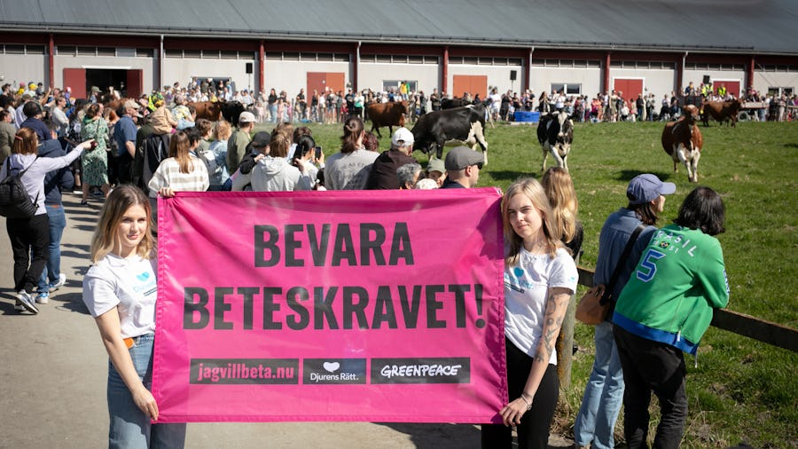 Representanter från Greenpeace och Djurens Rätt besöker ett stort kosläpp utanför Uppsala för att informera besökarna om att Kristdemokraterna, Lantbrukarnas riksorganisation (LRF) och Arla driver på för att avskaffa mjölkkornas lagstadgade rätt att komma ut och beta.