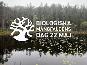 Ett dimmigt skogslandskap som speglar sig i en lugn sjö, prydd med en logotyp och texten "biologiska mångfaldens dag 22 maj".