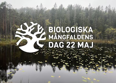 Ett dimmigt skogslandskap som speglar sig i en lugn sjö, prydd med en logotyp och texten "biologiska mångfaldens dag 22 maj".