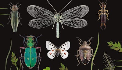 Detalj i omslaget till Insekter i Sverige av Anne Sverdrup-Thygeson.