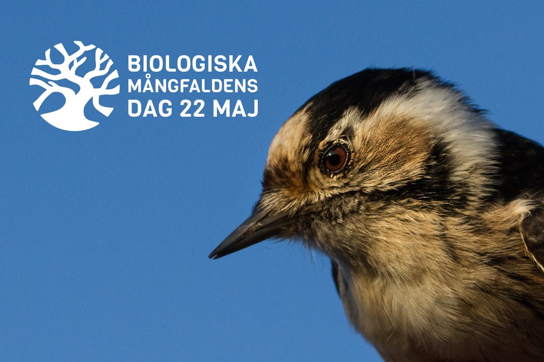 Mindre hackspett och loggan för biologiska mångfaldens dag.