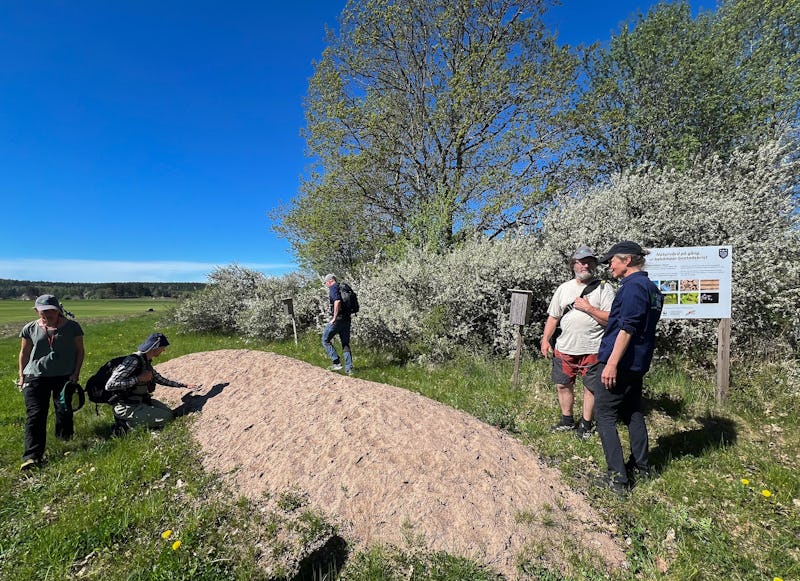 Ola Jennersten guidar runt Upplandsstiftelsen, som framöver ska göra liknande insatser på andra platser. Här visas en sandbädd för vildbin och andra insekter.