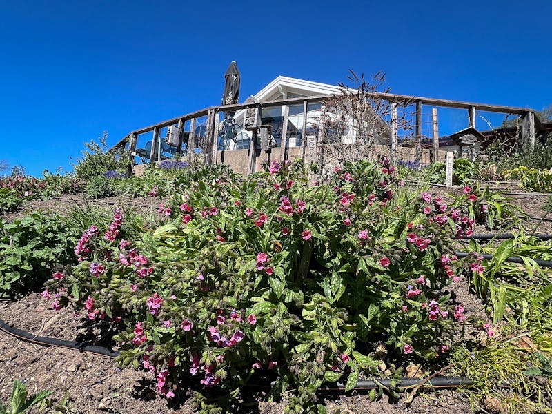 En trädgård med blommor i förgrunden, en husbyggnad och en himmel syns i bakgrunden.