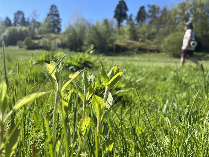 Intill golfbanorna har det såtts ängsväxter som etablerat sig.