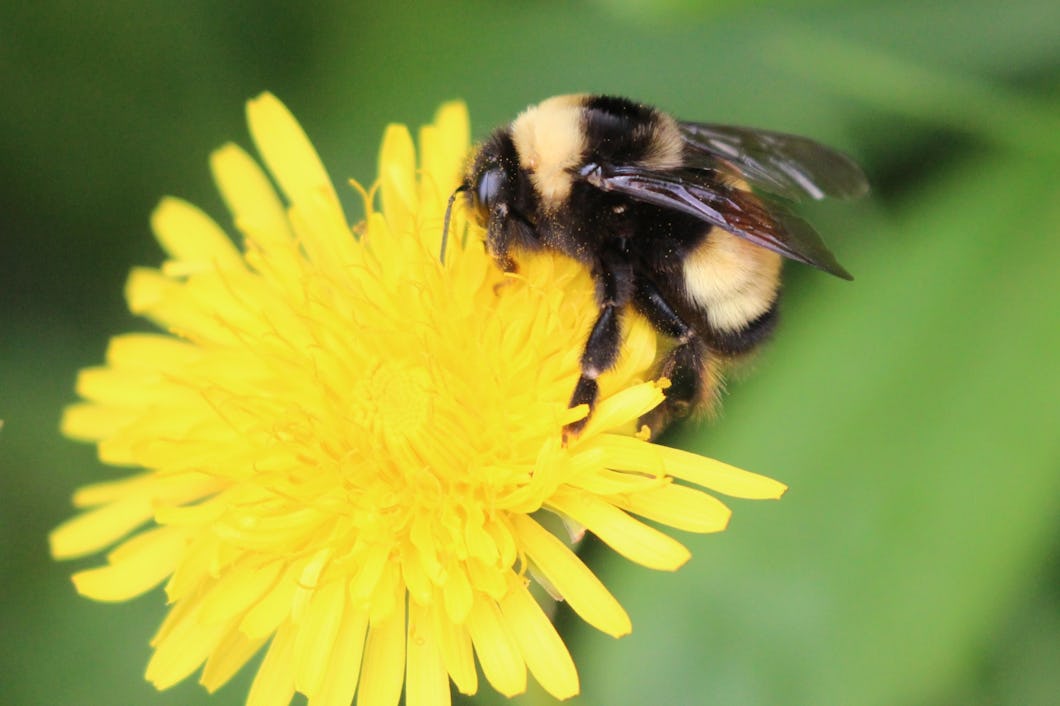 Humlan Bombus terricola (ungefär gulbandad humla).