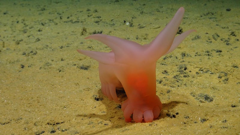 En av arterna som upptäcktes på expeditionen var den rosa havsgrisen eller ”Barbie sea pig” som den kallas på engelska.