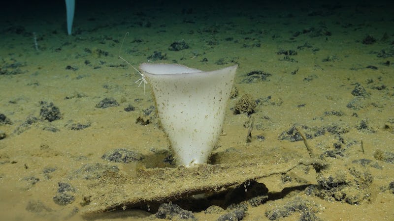 Den här bägarformade glassvampen tros vara det djur i världen som kan bli äldst – de kan bli upp till 15 000 år gamla.