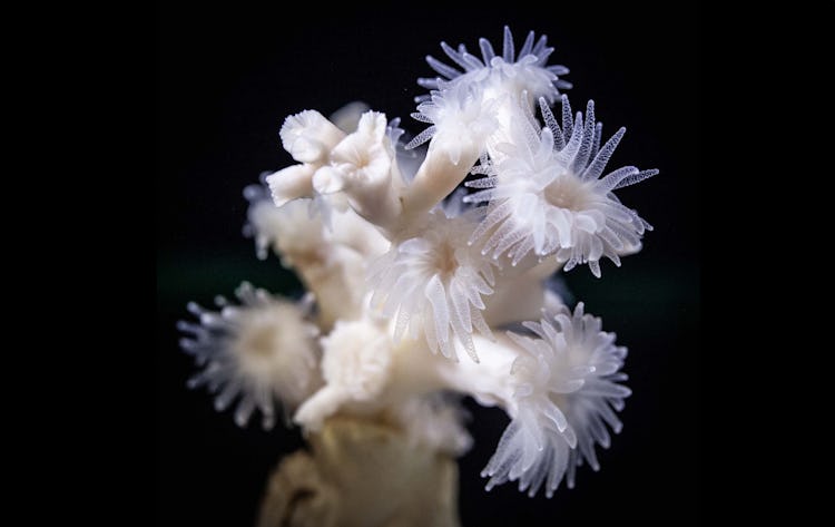 Ögonkorallen Lophelia pertusa från Tjärnö marina laboratorium.