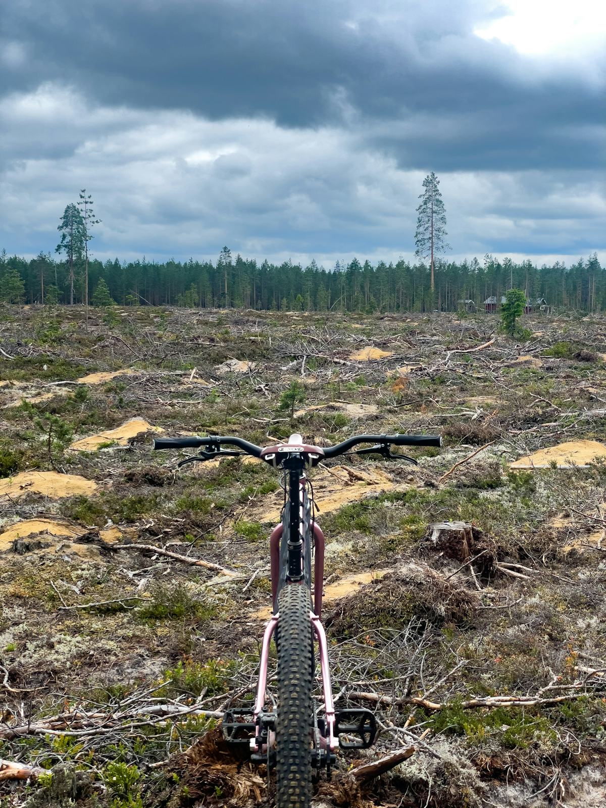 Finalist i Greenpeaces tävling Sveriges fulaste kalhygge.