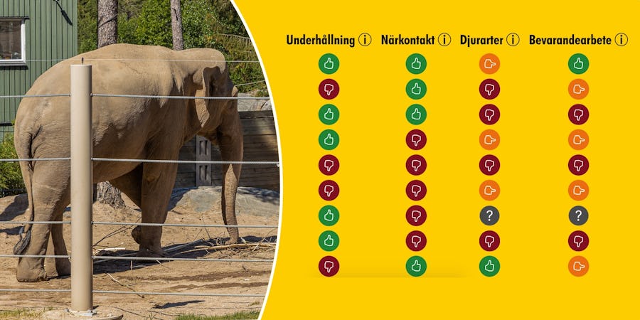 Elefant på djurpark och några av betygen i World Animal Protections granskning.