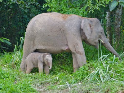 Borneoelefant, en underart till asiatisk elefant.