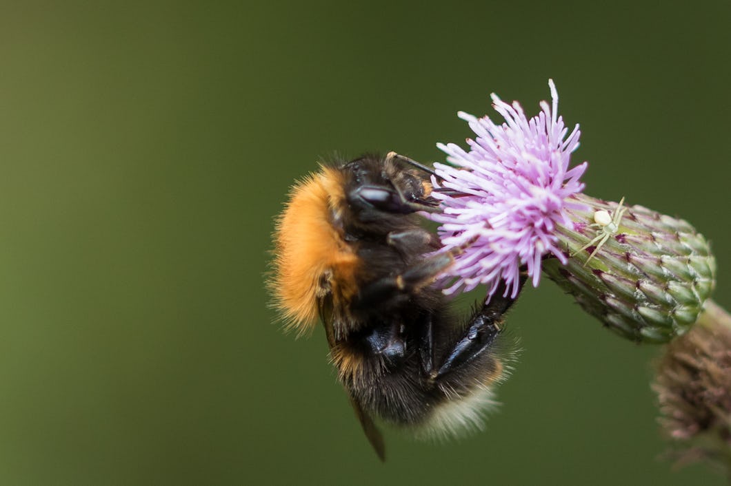 Hushumla som pollinerar en åkertistel.