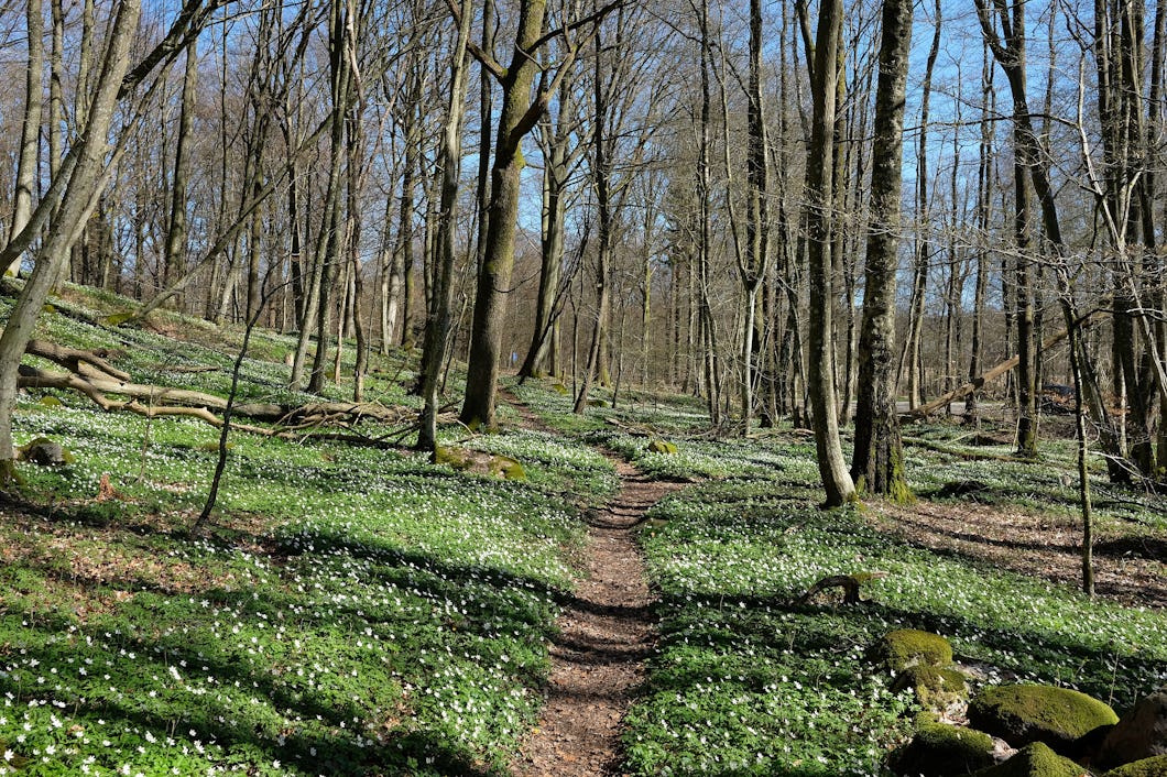 Vitsippor i naturreservatet Allarps bjär i Skåne.