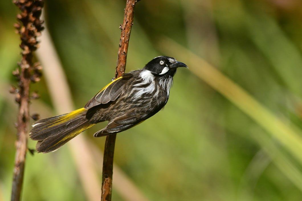 White-eyed Honeybird - a relatively common species in southern Australia.