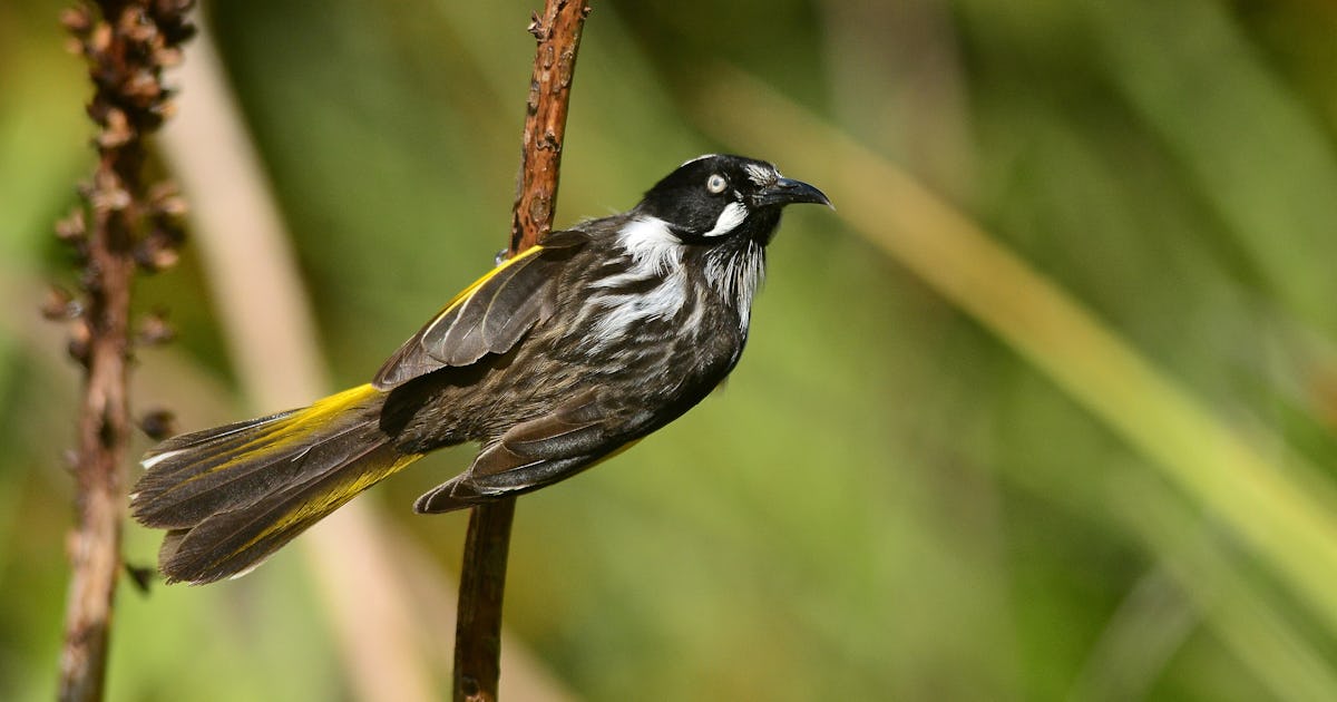 This is how green areas in cities can be effectively linked together – The Nature Side This is how green areas in cities can be effectively linked together – The Nature Side