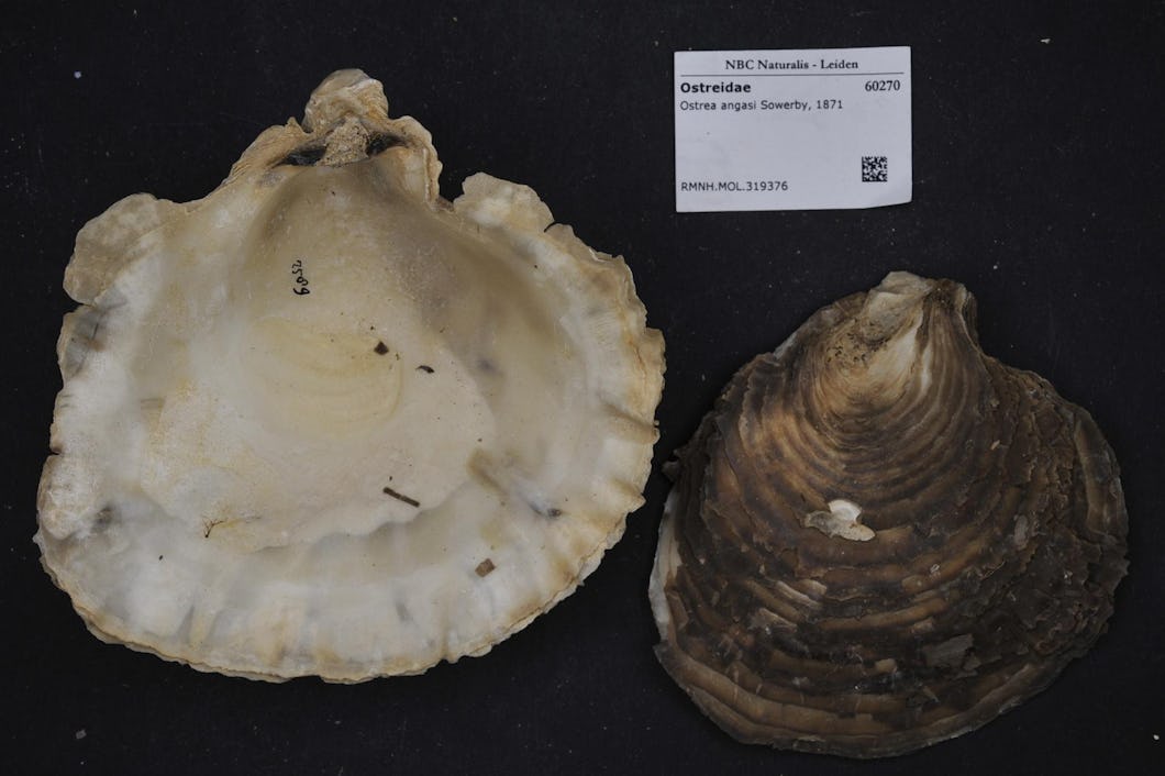 Ostronet Ostrea angasi.