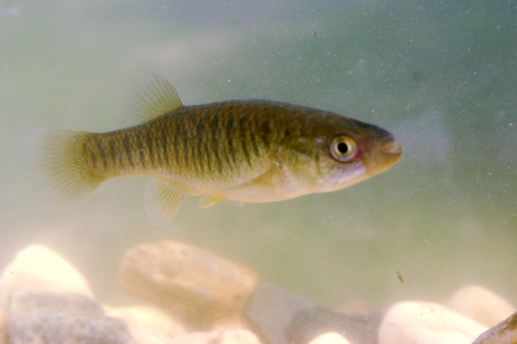 Fisken mummichog.