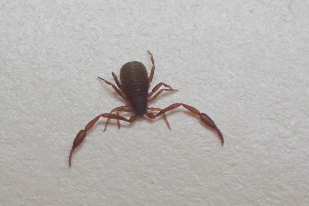 Bokskorpion.
