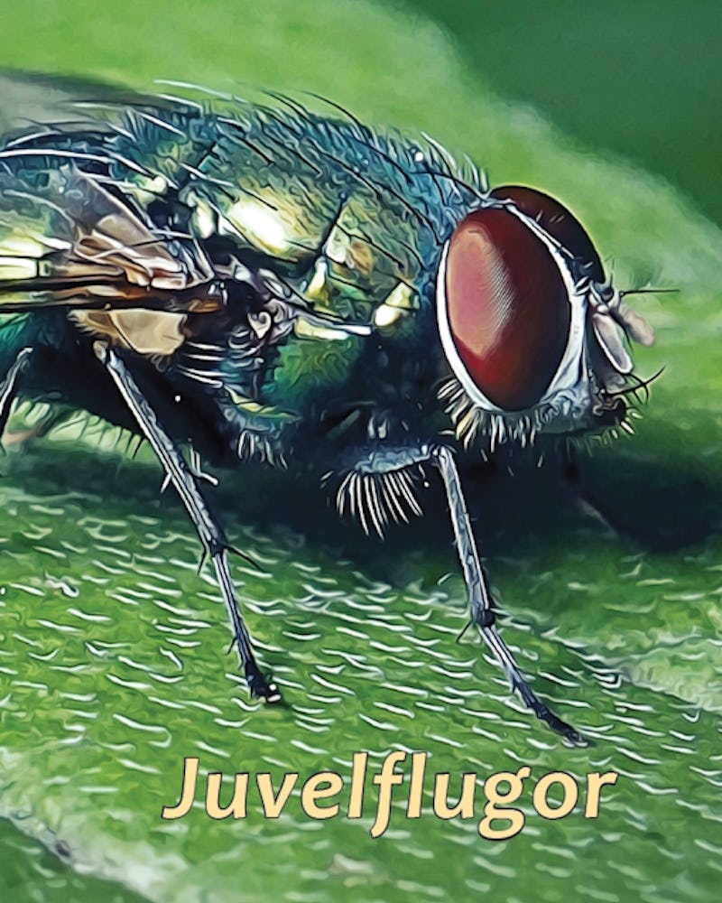 Omslaget till boken Juvelflugor av Johan Ennerfelt och Peter Nielsen.