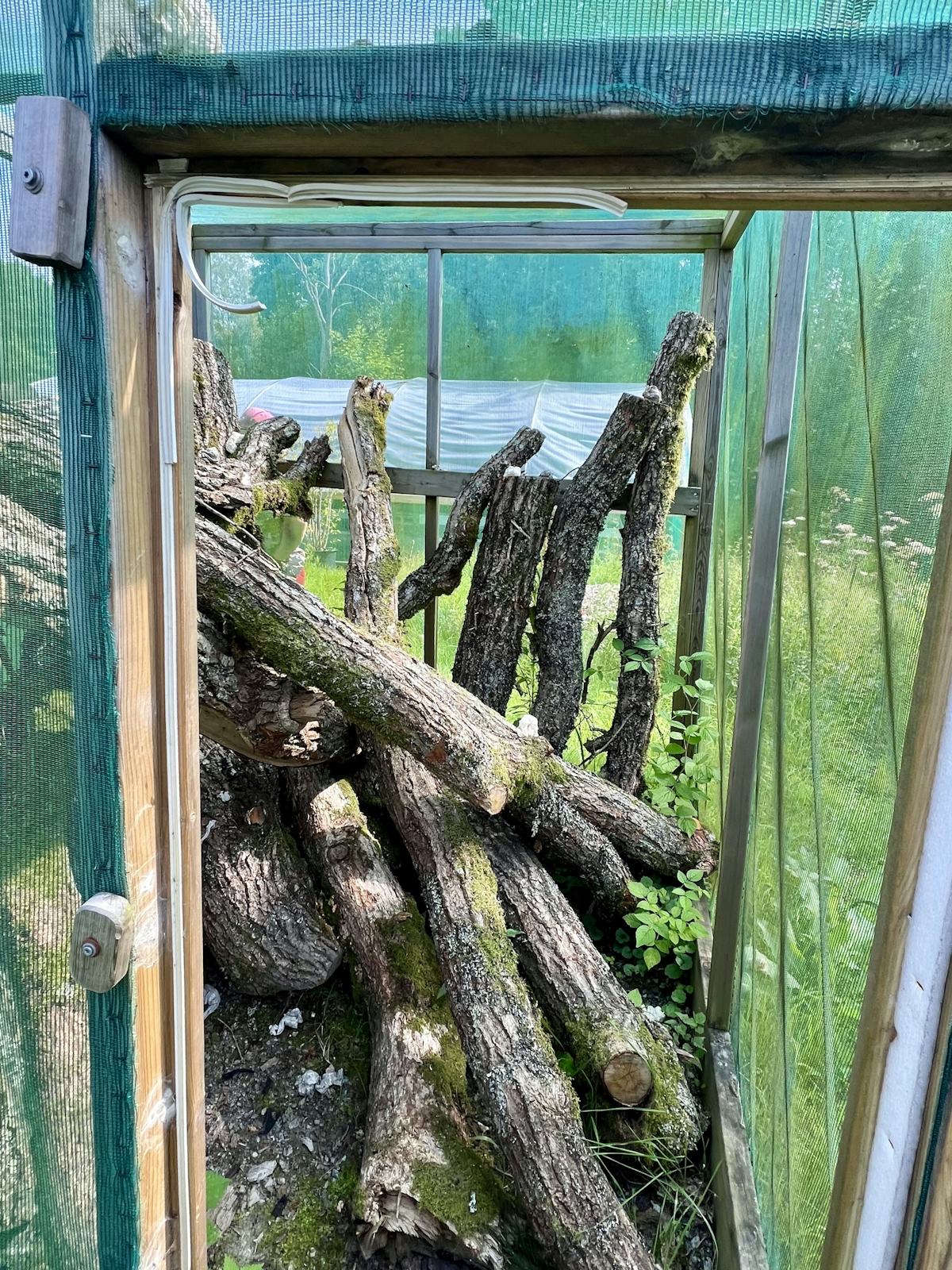Uppfödning av bredbandad ekbarkbock på Nordens ark.