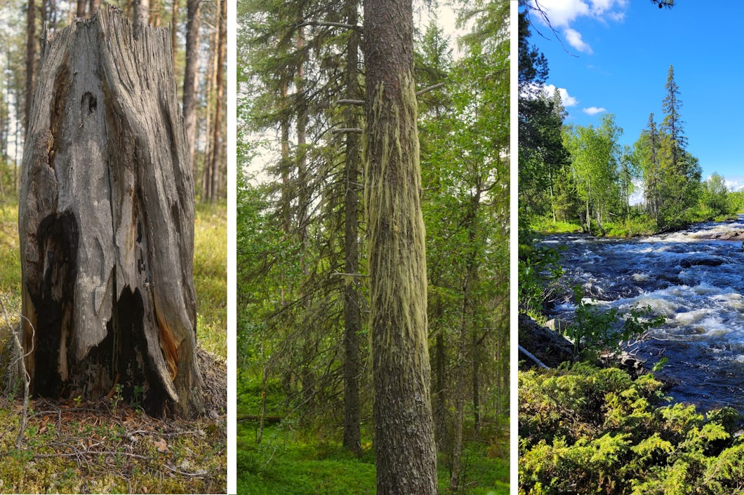 Miljöer från avverkningsanmälda skogar i Norrbotten.
