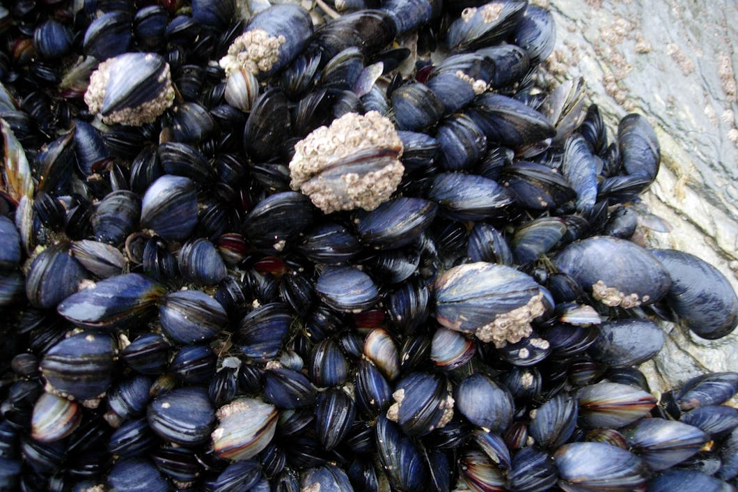 Blåmusslor.