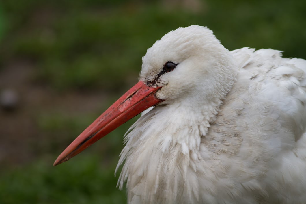Vit stork.