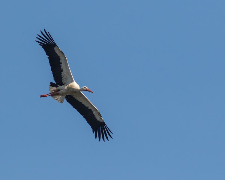 Vit stork.