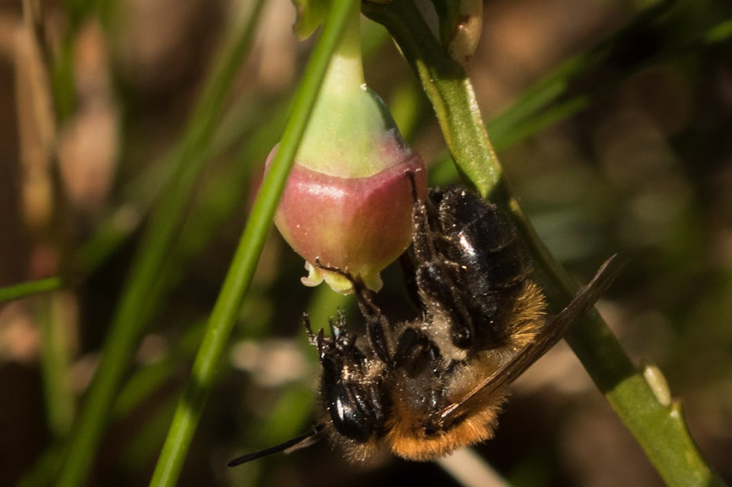 Blåbärsblomma som pollineras av vildbi.