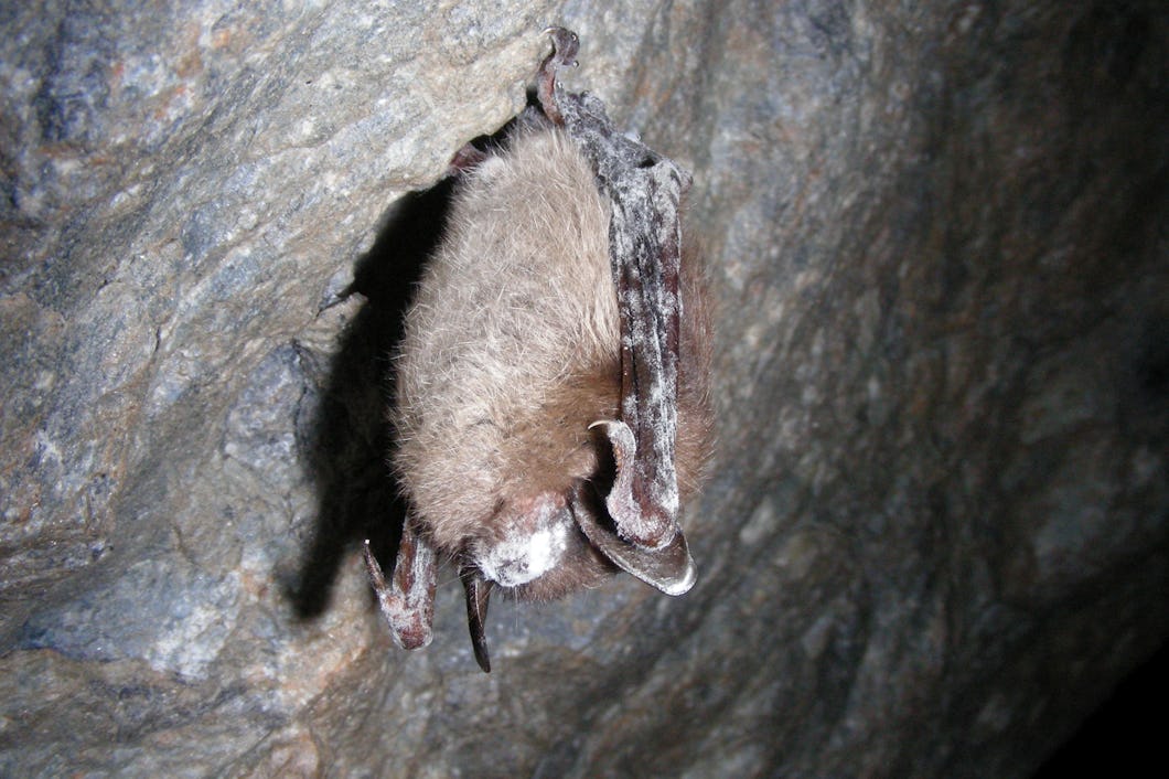 Fladdermusen Little brown bat (Myotis lucifugus) med sjukdomen White nose syndrome.