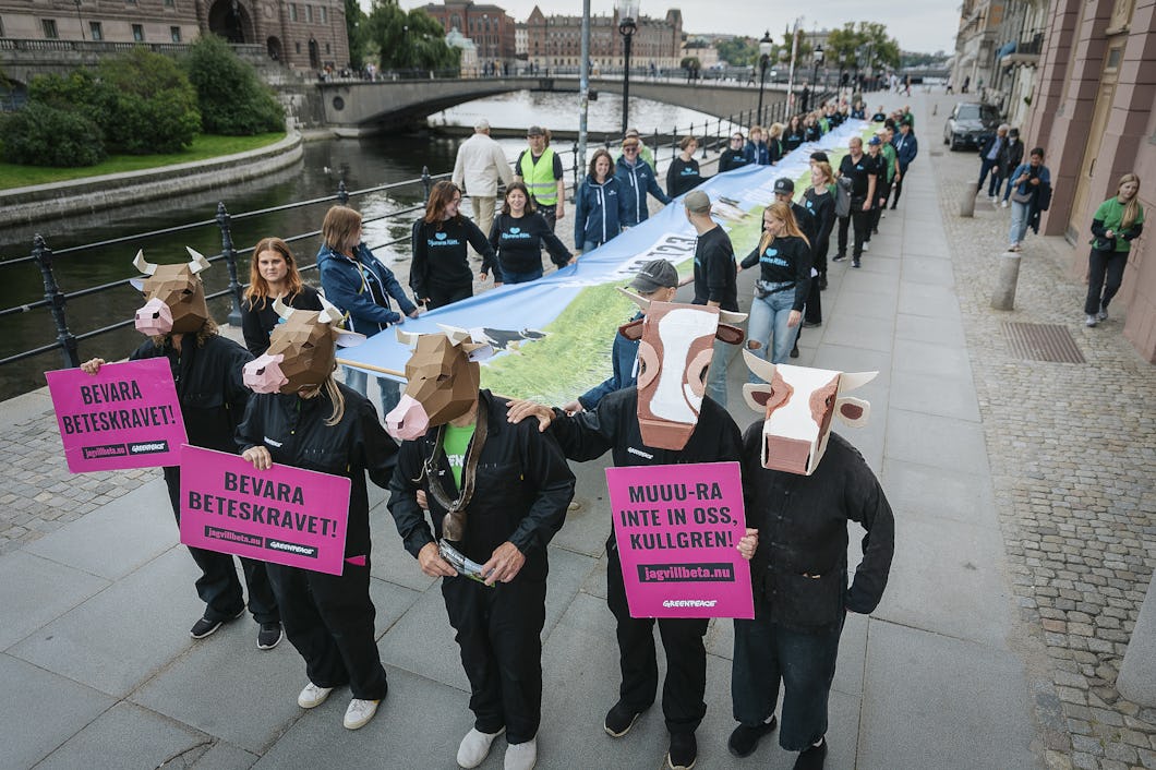Manifestation utanför riksdagen för att bevara betesrätten.