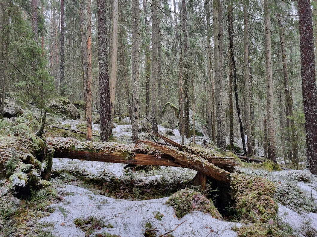 Barrskog med död ved, Lilla Strömtorpsskogen.