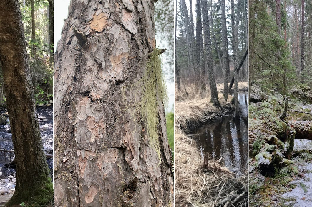 Bilder på de nya naturreservaten i Örebro län.