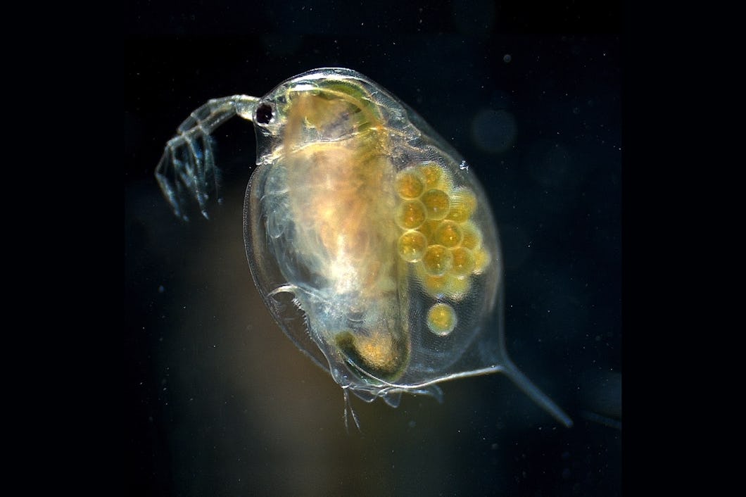 Djurplankton av släktet Daphnie.